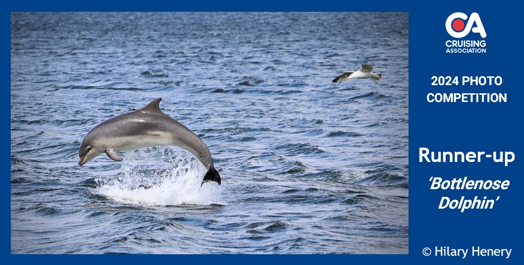 2024 CA Photo Competition runner up, Bottlenose Dolphin by Hilary Henery